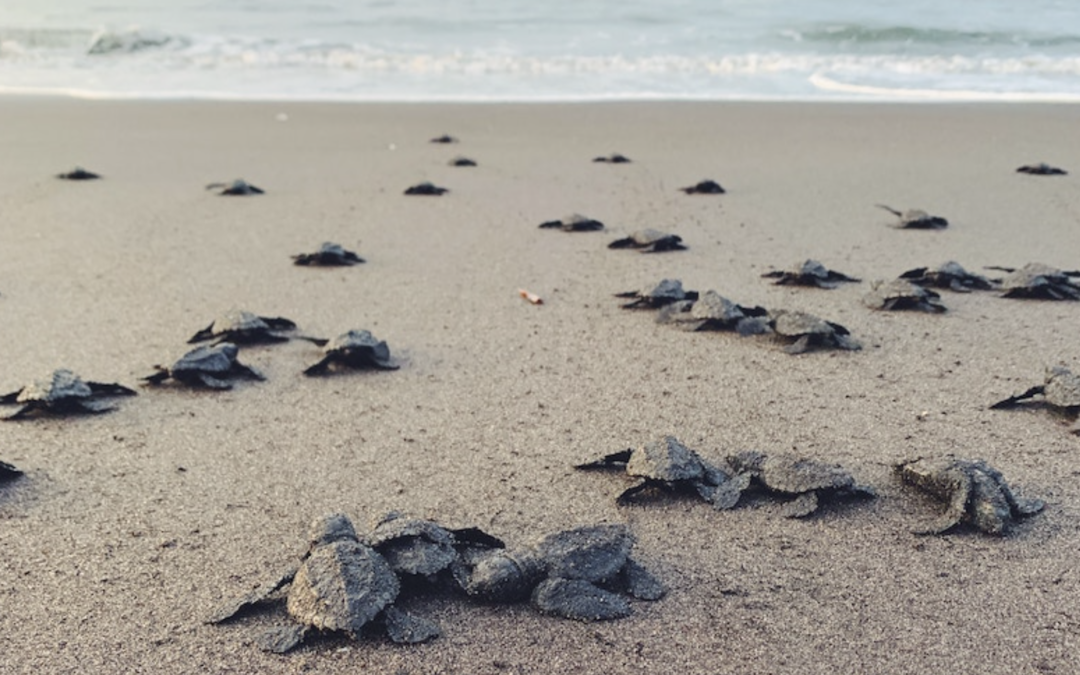 Witness the Wonder of Turtle Season in Cabo